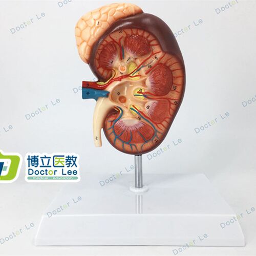1.5倍b人体肾脏解剖模型肾脏结构肾上腺模型泌尿科医学模型