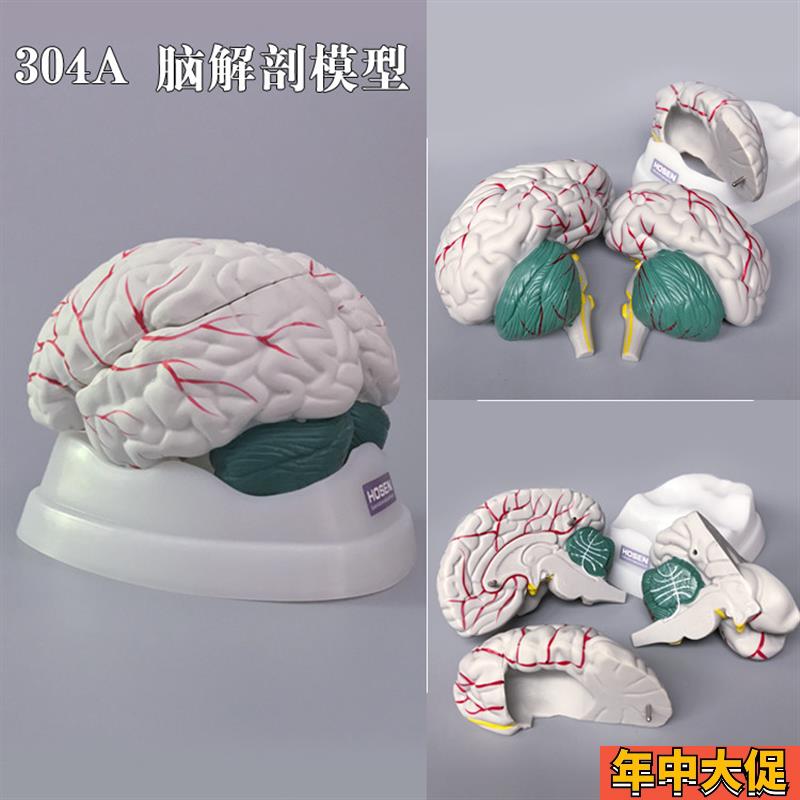 人体器官模型心肝脾肺肾脑胃肠五脏六腑内脏系统解剖结构医学教学