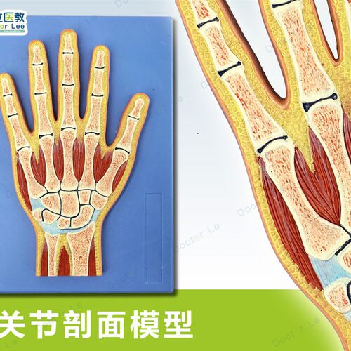 人体断层扫瞄 h手关节切面 浮雕 手关节断层解剖学模型 ct运动解