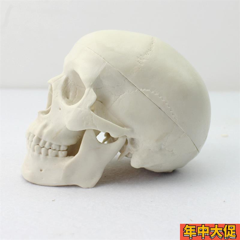 ENOVO颐诺 迷你头骨模型医学艺用美术人体绘画头骨头颅骨成人口腔