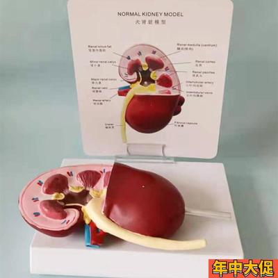 狗肾脏病态健康解剖模型犬科宠物教学教具兽医医学模型厂家直销