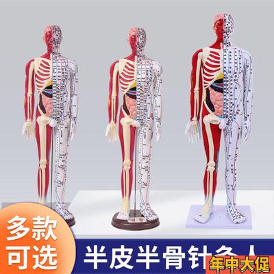 60 85cm人体针灸穴位模型半肌肉骨骼内脏中医十二经络图解剖模特