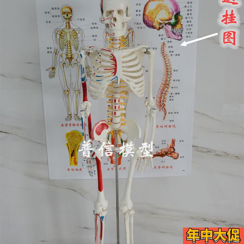 普信 肌肉起止点骨骼85cm 写色骨架 人体可活动骨骼模型椎间盘