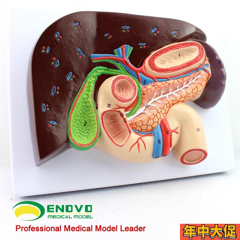 ENOVO颐诺人体肝胆胰十二指肠胃结构模型肝胆脾胰解剖切面模型消