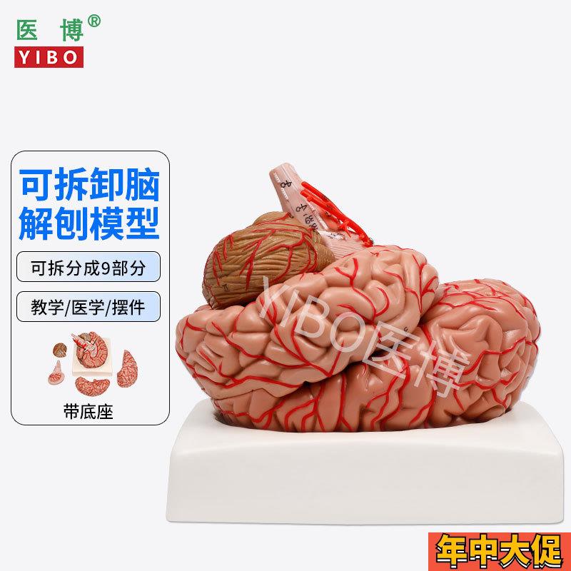 医博人体大脑模型脑结构模型医用 带数字标识脑动脉脑血管模型人