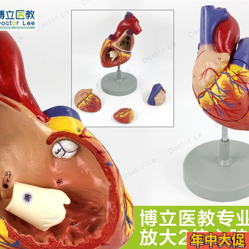 人体专业医学2倍大心脏模型心脏解剖模型心血管模型教学用模型