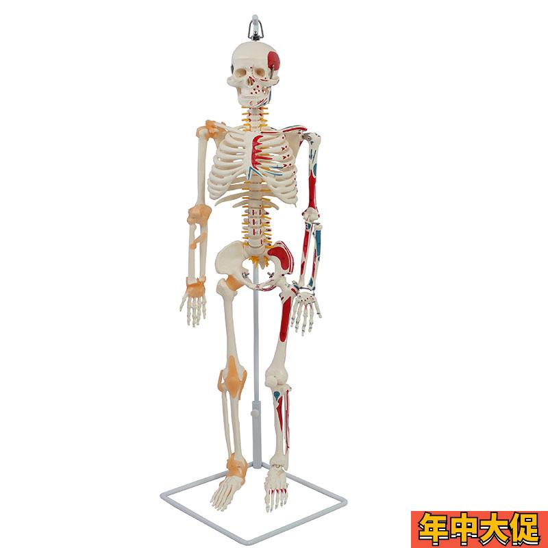 85CM软挂骨骼附半边肌肉起止标数字和带韧带 医学教学骨骼模型
