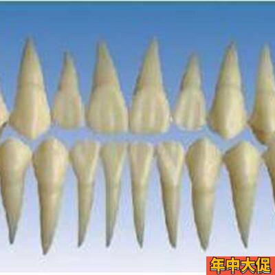 2倍大单色牙粒牙齿模型雕牙指导牙冠牙体解剖学牙齿构造模型