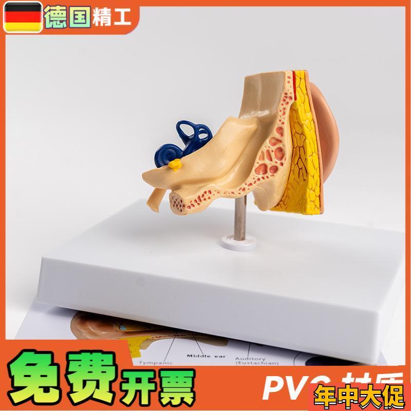 德国】耳朵结构模型 耳解剖模型 外中内耳部听觉系统耳朵构造教学