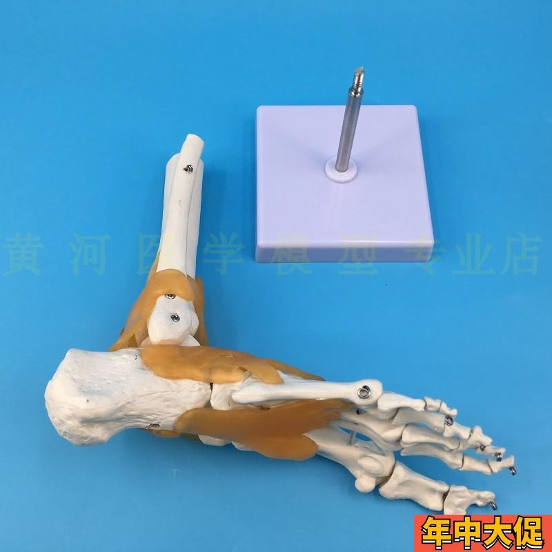 脚骨模型脚踝关节脚部骨骼结构造足部足骨腓骨趾骨科教学医学模具