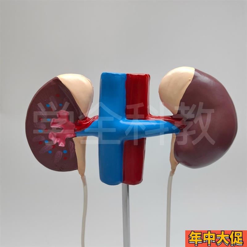 女性泌尿生殖系统模型肾脏解剖模具膀胱输尿管结构生物实验室教学