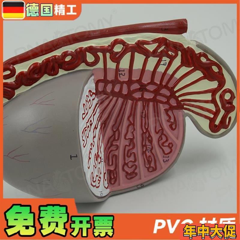 德国】男性生殖系统睾丸结构解剖模型 生殖科男科泌尿科计生展示
