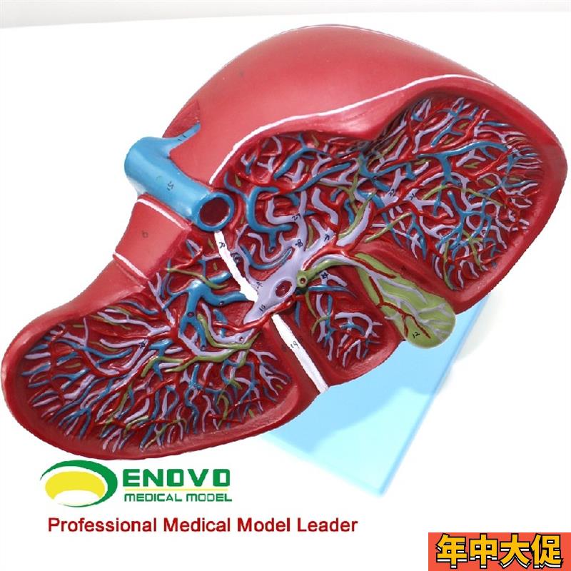 ENOVO颐诺医学人体肝胆囊血管模型 肝脏模型消化外肝胆科消化系统