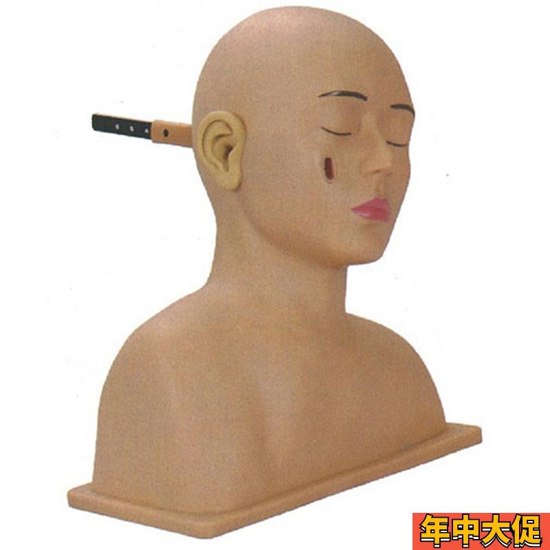 高级耳诊断模型 耳部检查模型
