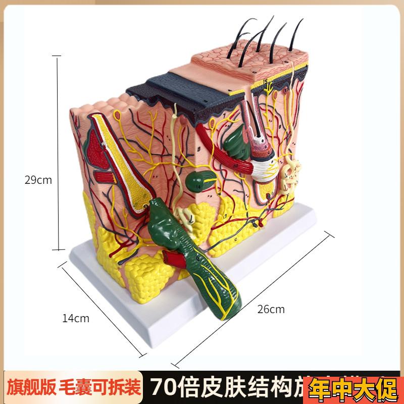 立体皮肤组织结构放大模型层次人体构造分层解剖头皮整形毛发教具