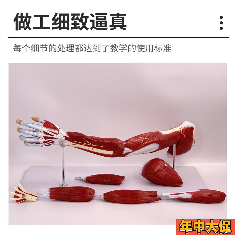 自然大上下肢肌肉附血管神经解剖模型人体手臂肌肉构造运动系统