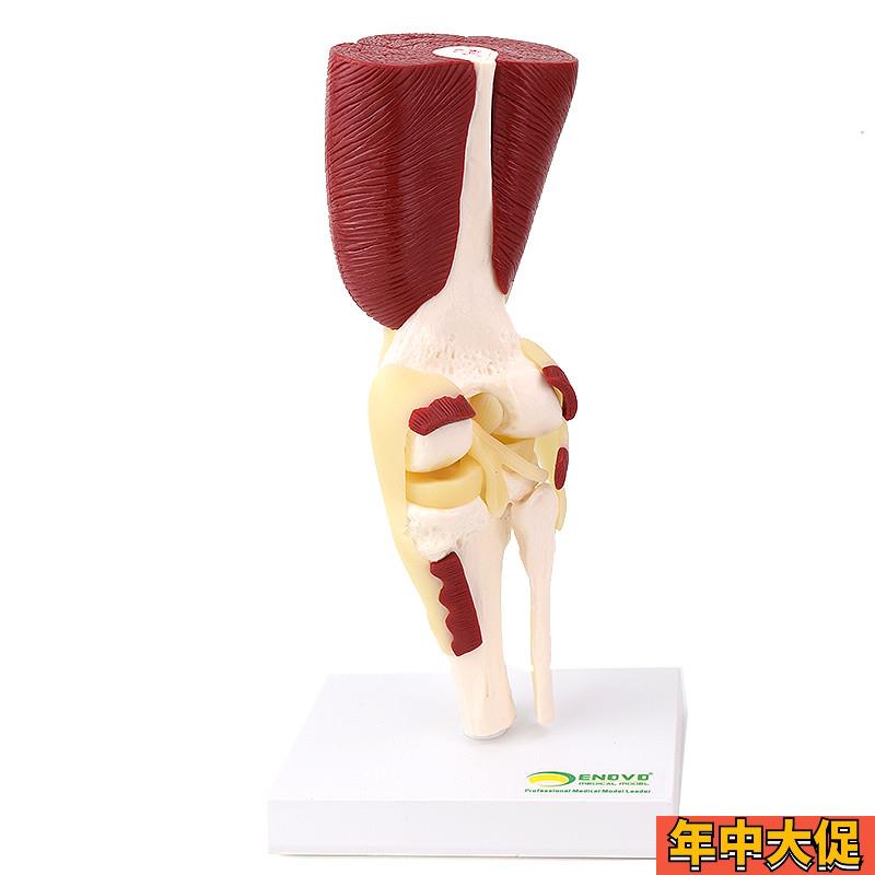 ENOVO颐诺人体膝关节肌肉群模型 膝关节模型 滑车关节半月板交叉