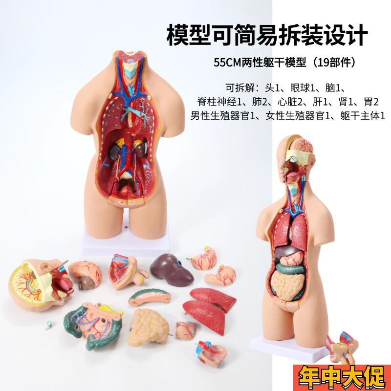 医学内脏人体器官结构躯干解剖模型心脏构造儿童可拆装教学玩具