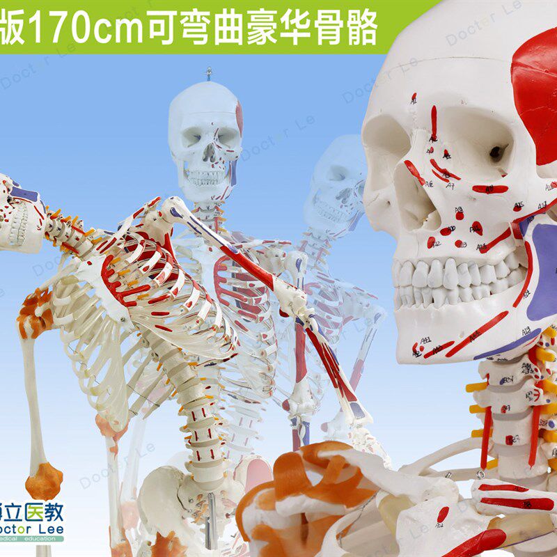 人体170cm骨骼骨o架模型韧带标肌肉起止可弯曲脊柱教学瑜伽健身房