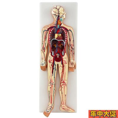 人体血液循环系统模型心血管介入心脏解剖 心脑血管 动脉静脉模型