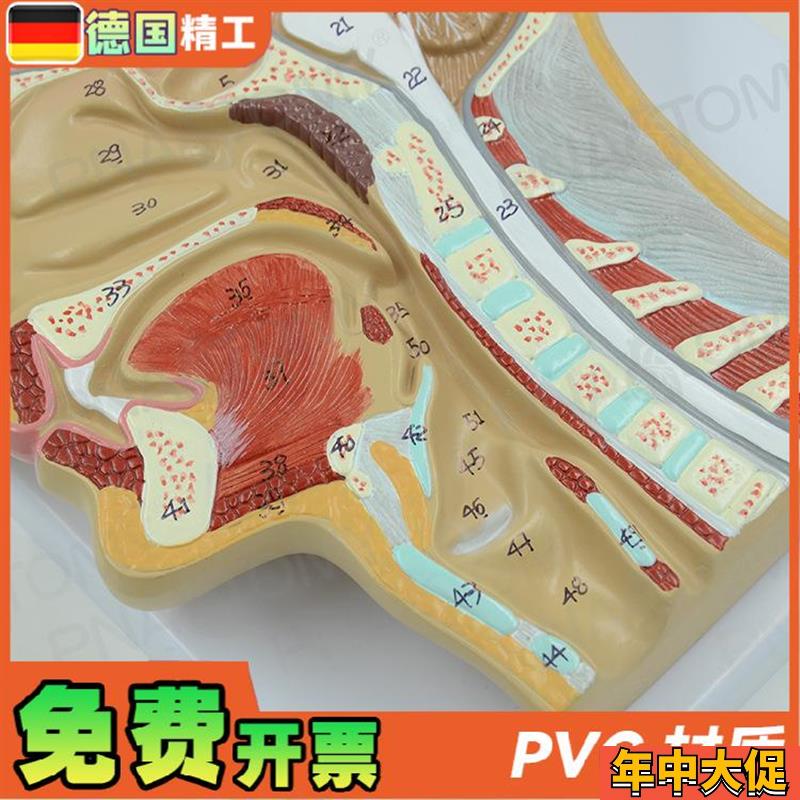 德国】人体头部矢状切面额状切大脑结构解剖模型医学耳鼻喉科美容