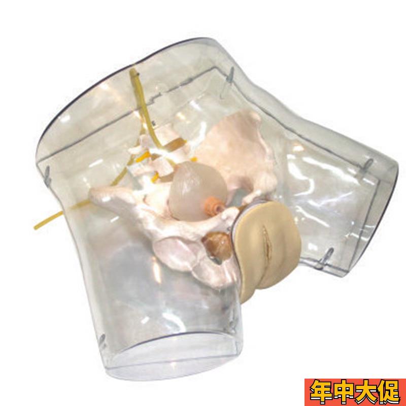 透明刮宫模型护理导尿人工流产妇科阴部内部解剖观察模型GM/FT32