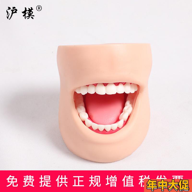 沪模 HM/K4牙护理带脸颊模型 正常大小牙护理保健口腔护理清洁牙