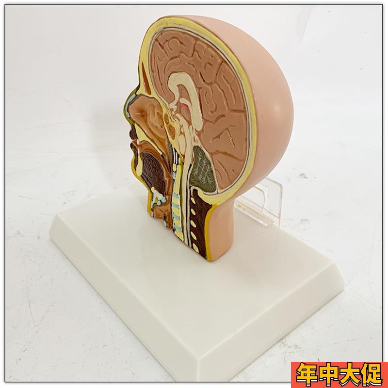 头部正中矢状切面模型 面部模型 头部解剖模型 脑解剖构造 脑模型