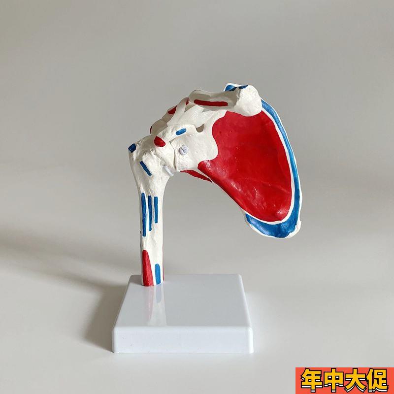 康泰教具动态肩关节模型肌肉起止点拆卸旋转肩周康复瑜伽中医正骨
