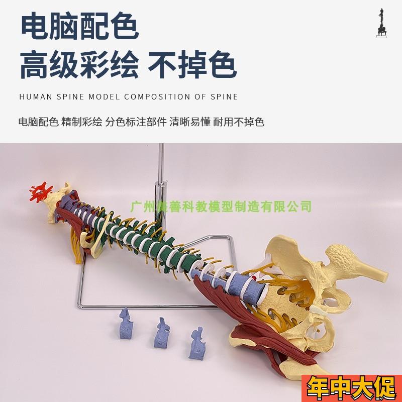 彩色80CM成人脊柱模型附肌肉 1:1比例人体脊椎带颈椎胸椎尾椎骨盆