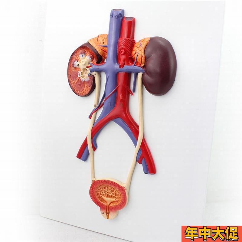 ENOVO颐诺人体泌尿系统模型输尿管膀胱尿道模型肾解剖模型医学泌