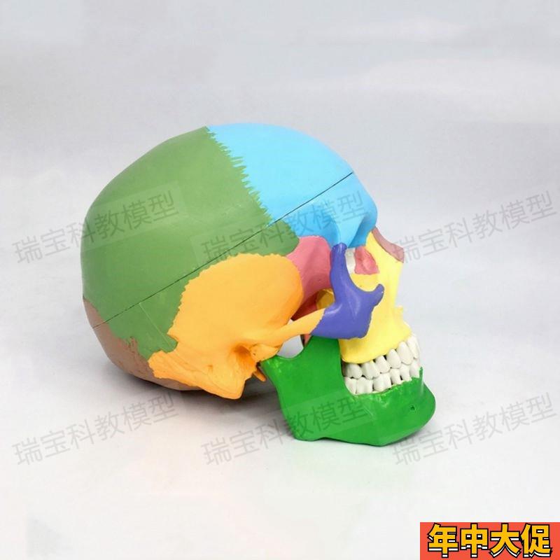 人体头骨模型仿真1:1自然大PVC财主骨缝线颅骨结构下颌骨口腔牙齿