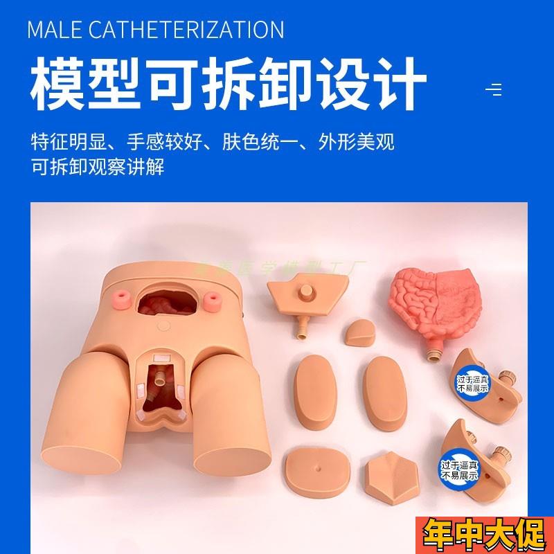 高级男性导尿模型 男女性内外生殖器解剖 人体泌尿生殖系统模型