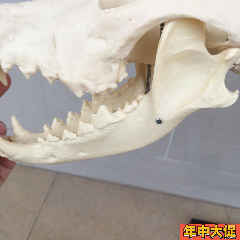 狗骨架动物骨骼犬科犬骨架犬骨骼宠物兽医教学模型教仪教具骷髅