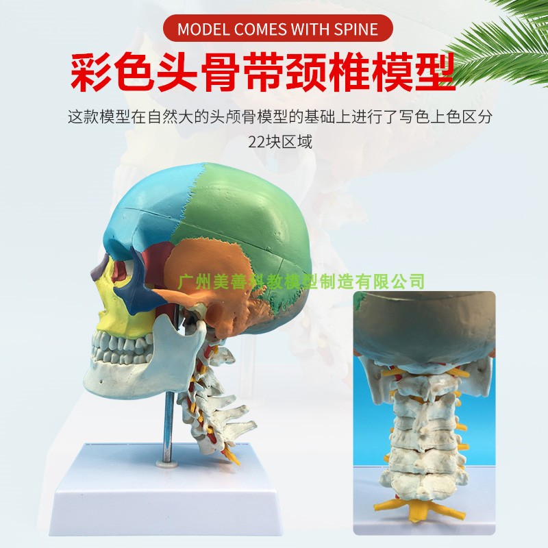 仿真头骨标本带i脊椎颅头骨模型骷髅功能分区彩色头颅着色附颈椎