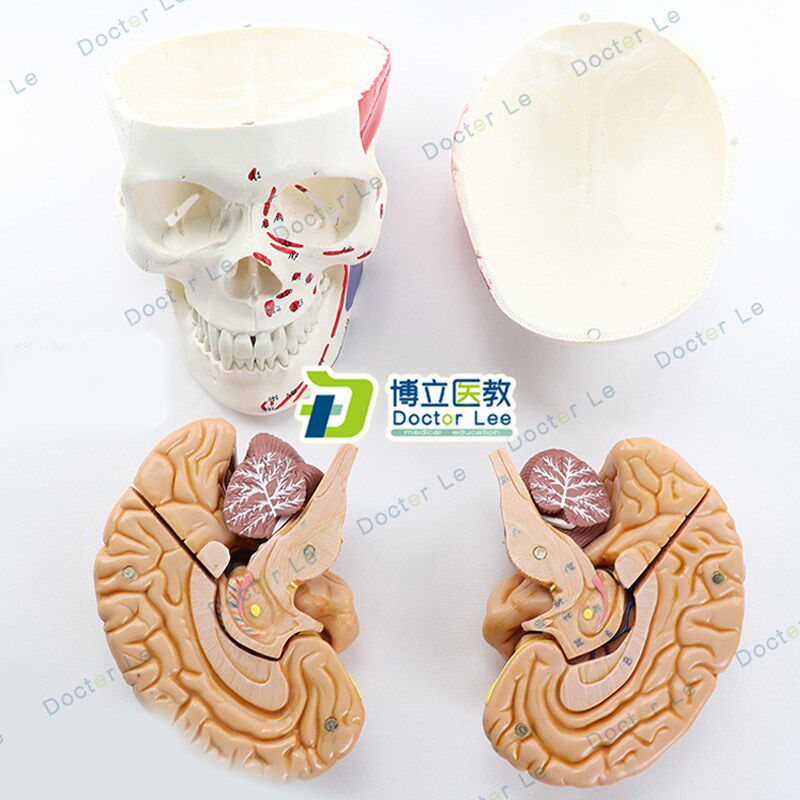 肌肉起止点头颅骨模型人体头骨模型大脑J解剖模型可拆卸骷髅头头