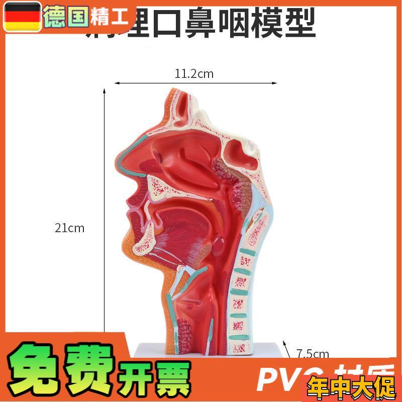 病理鼻腔解剖模型 耳鼻喉科教学模型 鼻腔 鼻子 口鼻结构模型