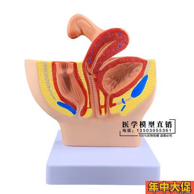 女性盆腔系统 生殖系统 输卵管 膀胱 阴道 直肠模型 盆腔矢状解剖