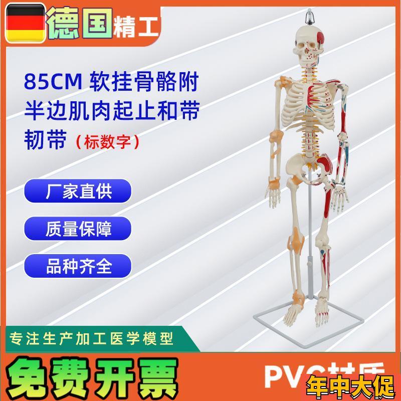 85CM软挂骨骼合集 人体骨骼模型教学器材用具