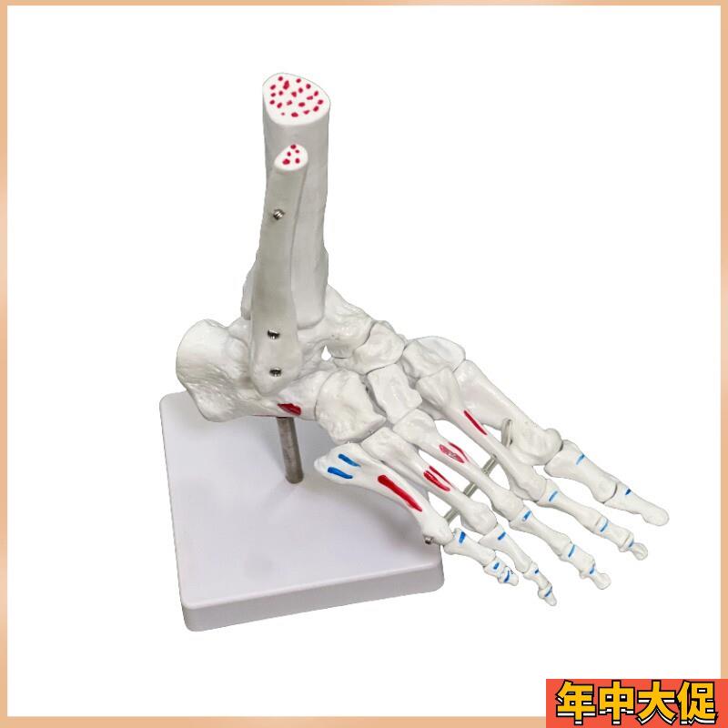 脚骨模型脚踝关节脚部骨骼结构造足骨手骨解剖模型1比1大康复教具