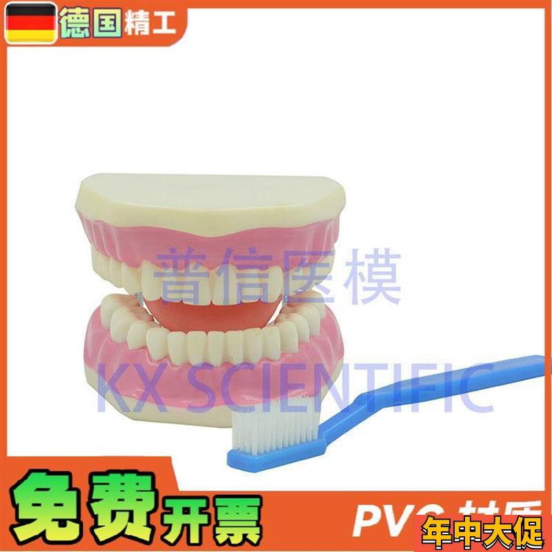 德国】KX-A520 普信 牙科口腔模型 刷牙教学牙医教具 放大牙保健