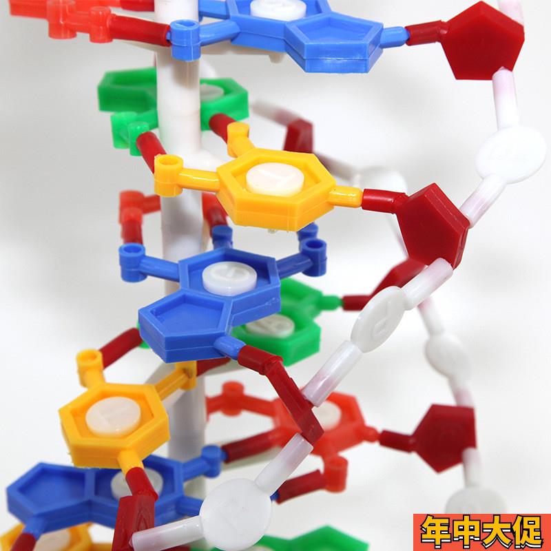 DNA双螺旋模型 生物遗传教学 DNA复制 蛋白质合成 二级结构 高中