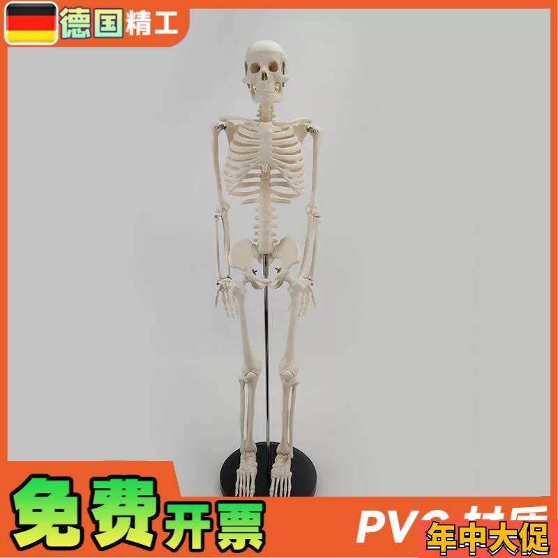 德国】85cm人体全身骨骼模型可活动可拆卸小白 瑜伽正骨疼痛科骨