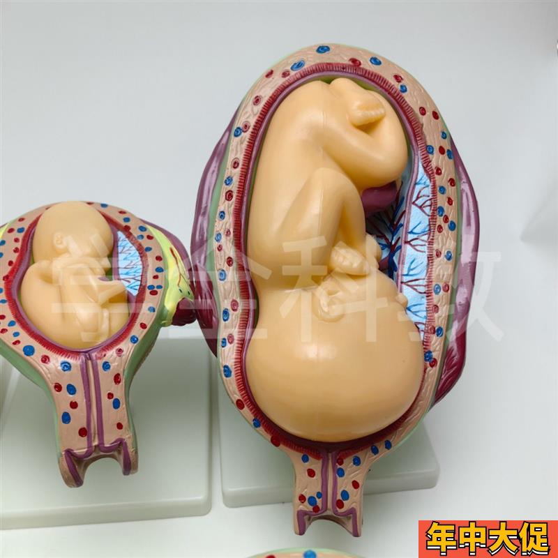 人体胚胎发育模型 妊娠胚胎发育过程 怀孕十月胎儿模型 医学教学