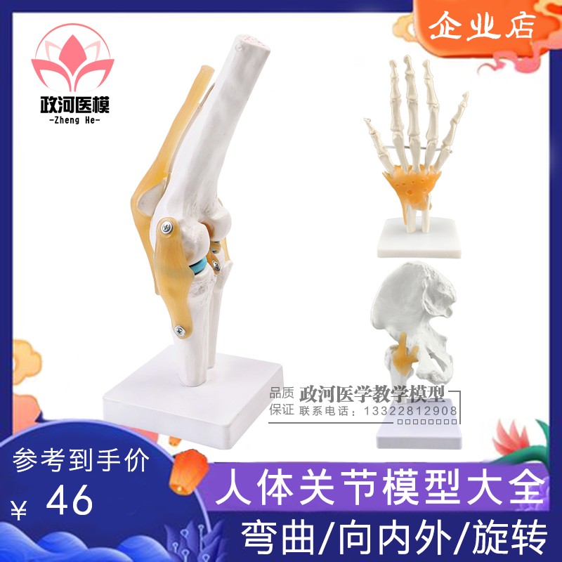 人体关节模型骨骼教学手肘腕脚A踝骨肩膝关节髋骨科附韧带医学结