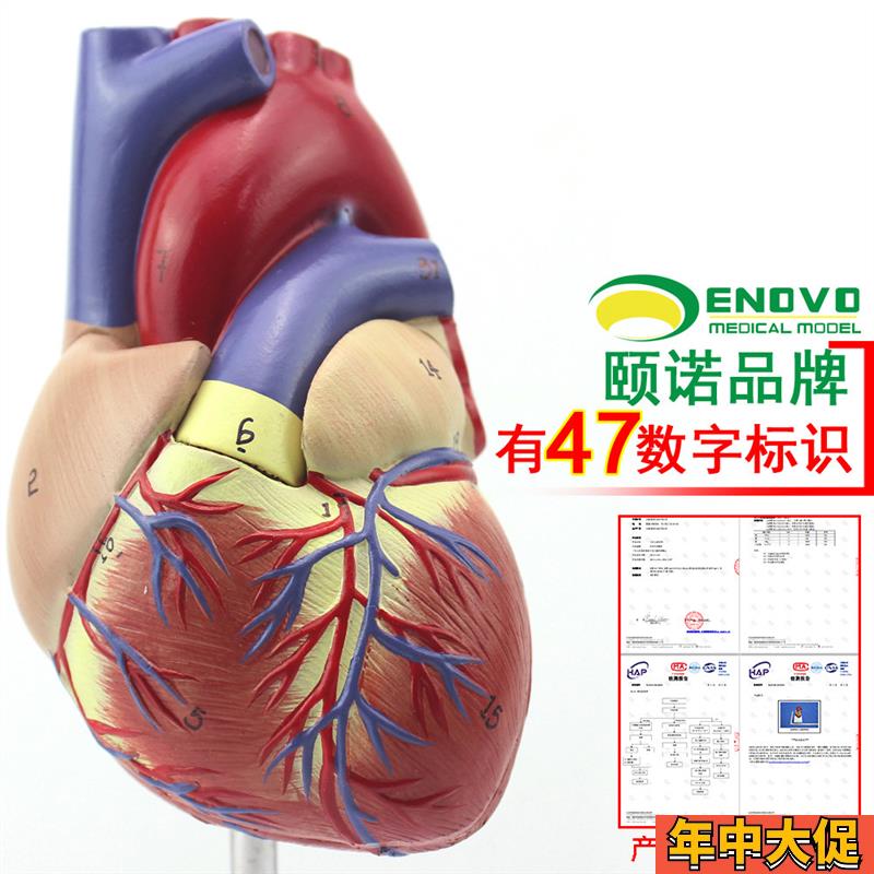 ENOVO颐诺1:1人体心脏模型B超彩超声医学心内科心脏解剖教学冠状