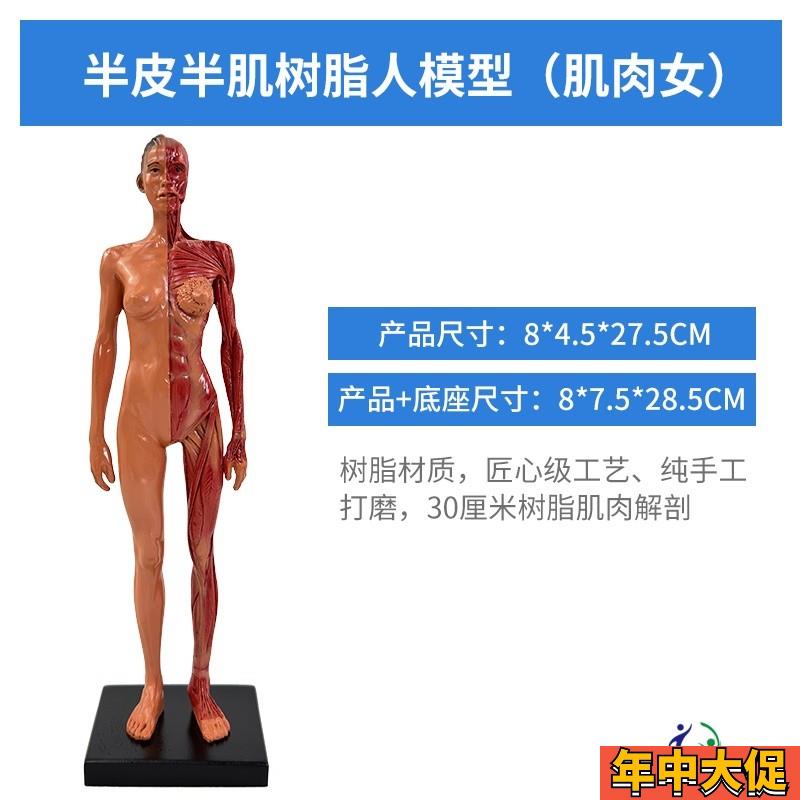 30cm绘画参考头骨模型半身像医学艺用人体肌肉骨骼解剖结构 美术