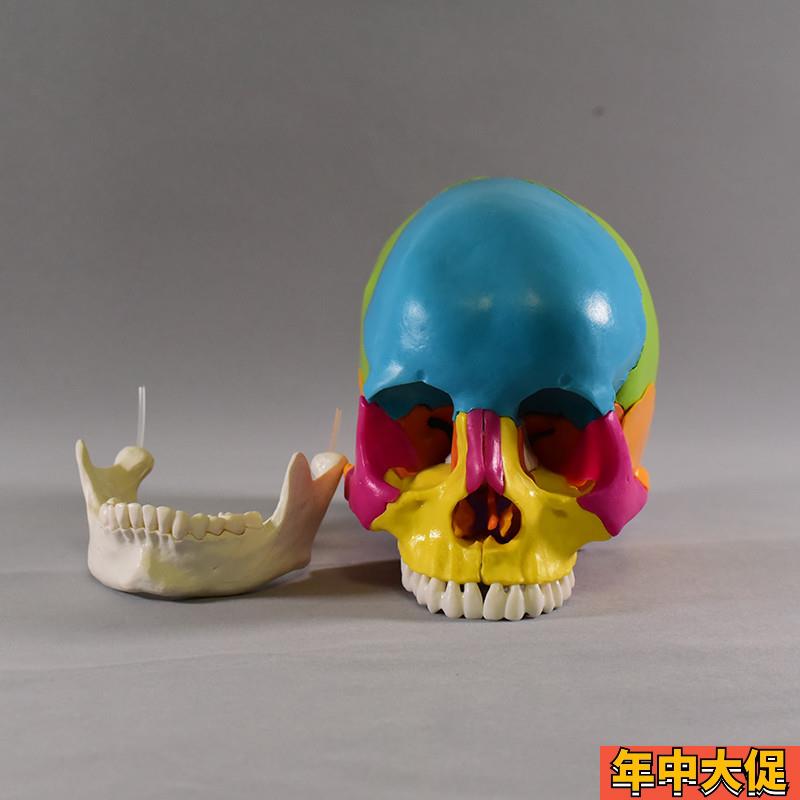 盼夕彩色头骨模型头颅骨教学艺用口腔科教具人体玩具拆卸分解拼装