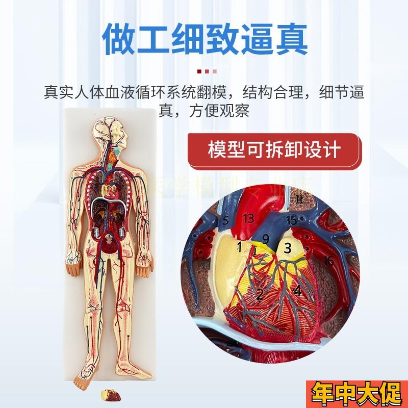 人体血液循环系统模型体肺循环心血管介入心脏解剖动静脉神经血管