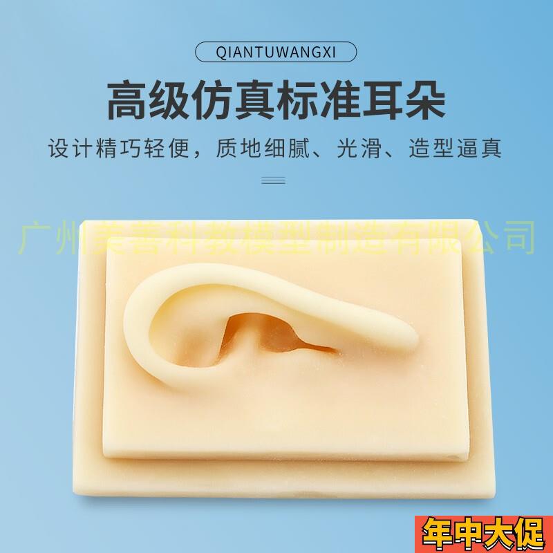 真人大小仿真耳朵模型 耳模型 硅胶耳朵模型 针灸耳朵模型 硅胶耳